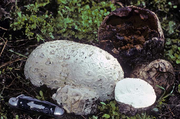 Mycenastrum corium